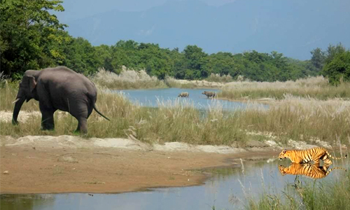 Chitwan national park.